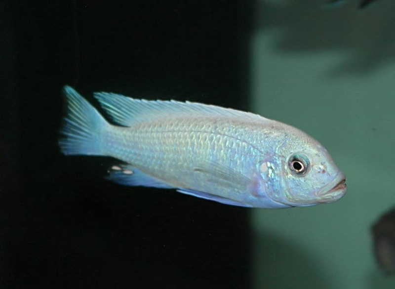 Maylandia callainos 'Puulu'